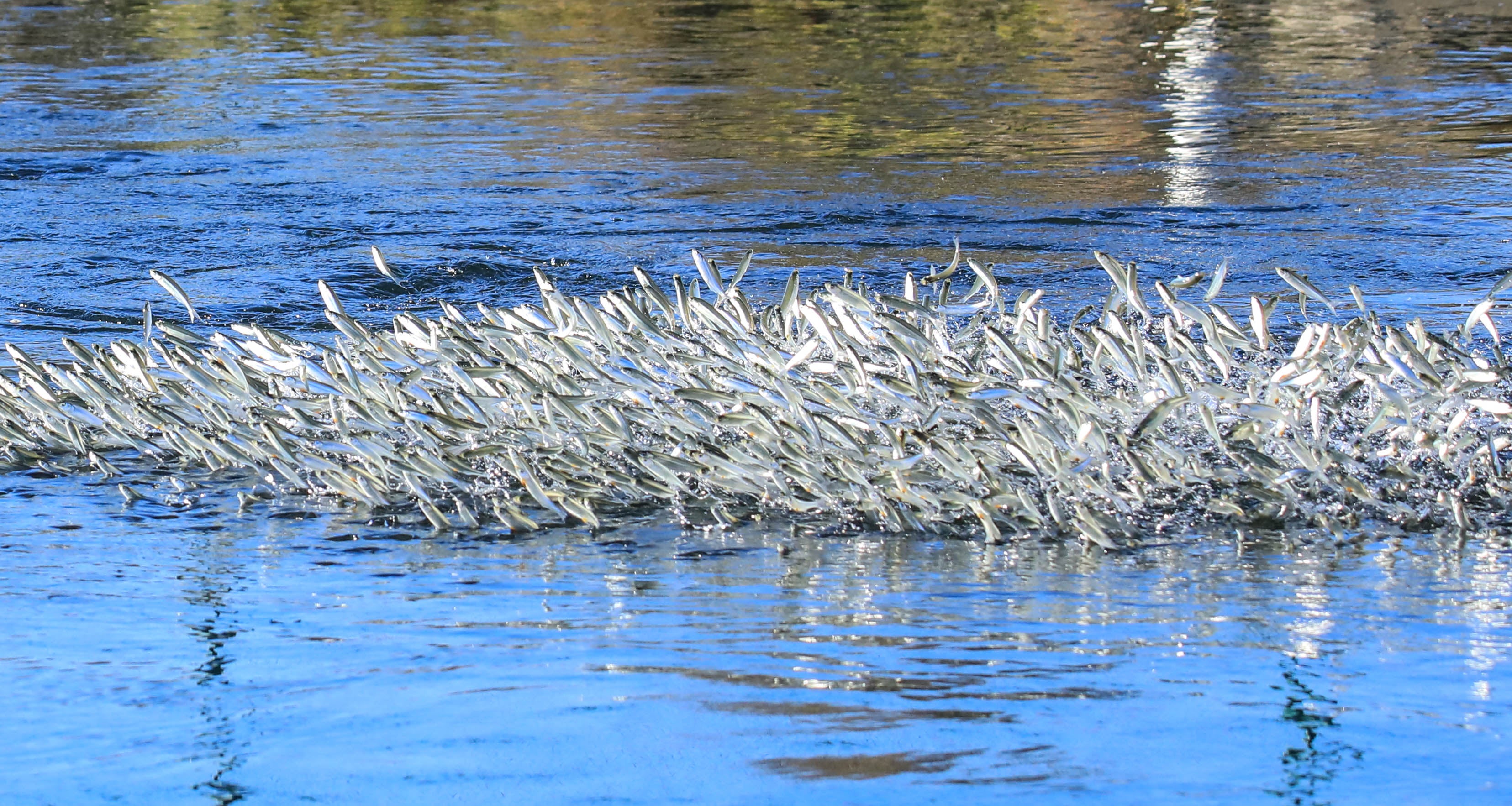 Top 3 rules for keeping Lake Erie Emerald Shiners alive longer